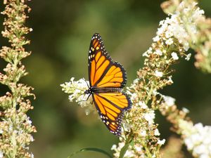 Preview wallpaper butterfly, wings, pattern, flowers, macro, beautiful