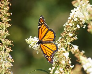 Preview wallpaper butterfly, wings, pattern, flowers, macro, beautiful