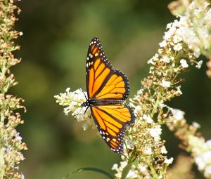 Preview wallpaper butterfly, wings, pattern, flowers, macro, beautiful