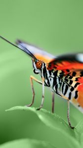 Preview wallpaper butterfly, wings, pattern, grass, leaves