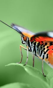 Preview wallpaper butterfly, wings, pattern, grass, leaves