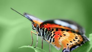 Preview wallpaper butterfly, wings, pattern, grass, leaves