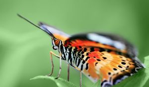 Preview wallpaper butterfly, wings, pattern, grass, leaves