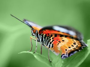 Preview wallpaper butterfly, wings, pattern, grass, leaves