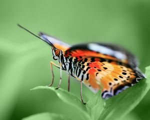 Preview wallpaper butterfly, wings, pattern, grass, leaves