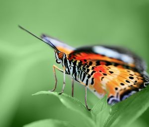 Preview wallpaper butterfly, wings, pattern, grass, leaves