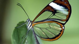 Preview wallpaper butterfly, wings, pattern, flight