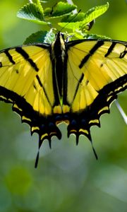 Preview wallpaper butterfly, wings, pattern, yellow