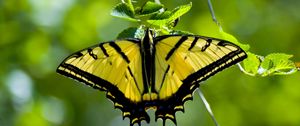 Preview wallpaper butterfly, wings, pattern, yellow