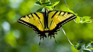 Preview wallpaper butterfly, wings, pattern, yellow