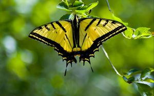 Preview wallpaper butterfly, wings, pattern, yellow