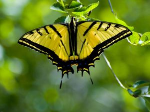 Preview wallpaper butterfly, wings, pattern, yellow