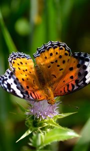 Preview wallpaper butterfly, wings, patterns, grass, flower