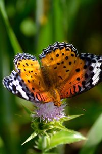 Preview wallpaper butterfly, wings, patterns, grass, flower