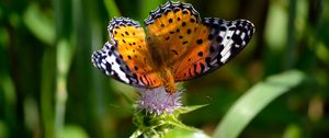 Preview wallpaper butterfly, wings, patterns, grass, flower