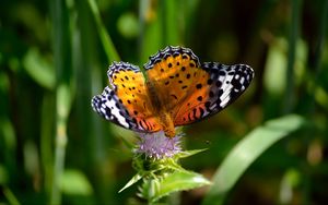 Preview wallpaper butterfly, wings, patterns, grass, flower