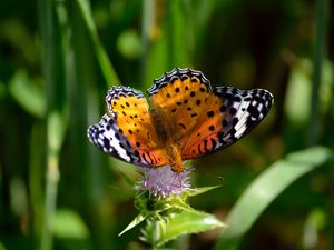 Preview wallpaper butterfly, wings, patterns, grass, flower