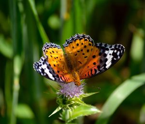 Preview wallpaper butterfly, wings, patterns, grass, flower