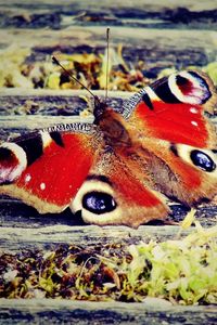 Preview wallpaper butterfly, wings, patterns