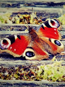 Preview wallpaper butterfly, wings, patterns