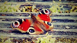 Preview wallpaper butterfly, wings, patterns