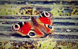 Preview wallpaper butterfly, wings, patterns