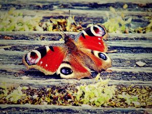 Preview wallpaper butterfly, wings, patterns