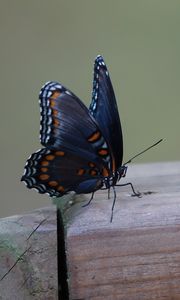 Preview wallpaper butterfly, wings, patterns, insect