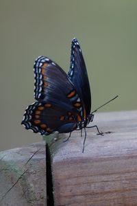 Preview wallpaper butterfly, wings, patterns, insect