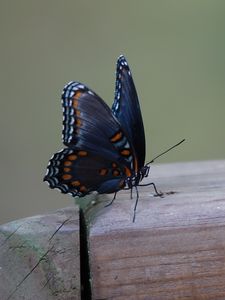 Preview wallpaper butterfly, wings, patterns, insect