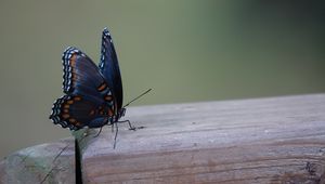 Preview wallpaper butterfly, wings, patterns, insect