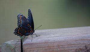 Preview wallpaper butterfly, wings, patterns, insect