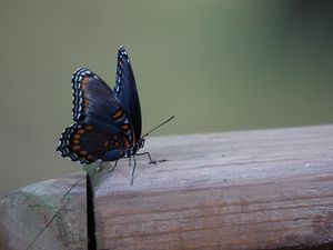 Preview wallpaper butterfly, wings, patterns, insect