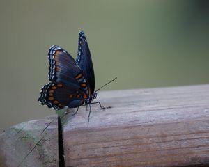 Preview wallpaper butterfly, wings, patterns, insect