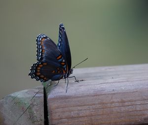 Preview wallpaper butterfly, wings, patterns, insect