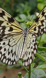 Preview wallpaper butterfly, wings, patterns, plant