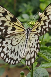 Preview wallpaper butterfly, wings, patterns, plant