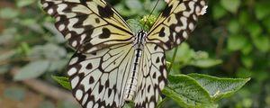 Preview wallpaper butterfly, wings, patterns, plant