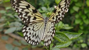 Preview wallpaper butterfly, wings, patterns, plant