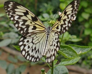 Preview wallpaper butterfly, wings, patterns, plant