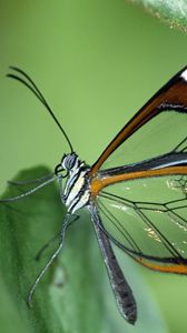 Preview wallpaper butterfly, wings, patterns, leaves