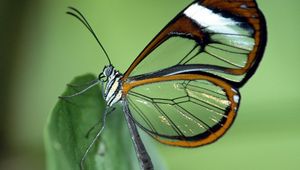 Preview wallpaper butterfly, wings, patterns, leaves