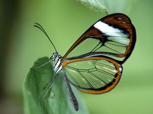 Preview wallpaper butterfly, wings, patterns, leaves