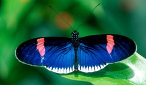 Preview wallpaper butterfly, wings, patterns, insect