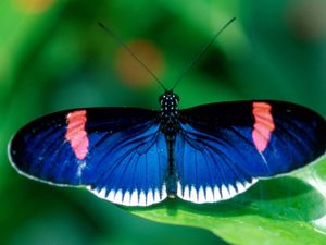 Preview wallpaper butterfly, wings, patterns, insect