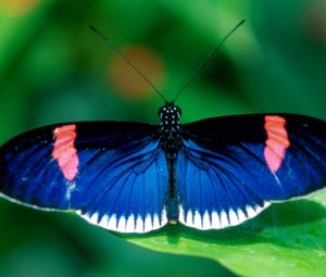 Preview wallpaper butterfly, wings, patterns, insect