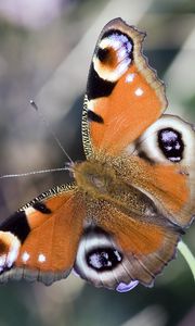 Preview wallpaper butterfly, wings, patterns, circles