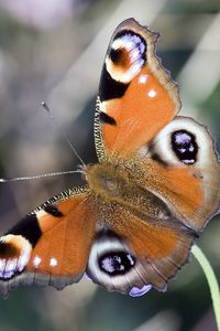 Preview wallpaper butterfly, wings, patterns, circles