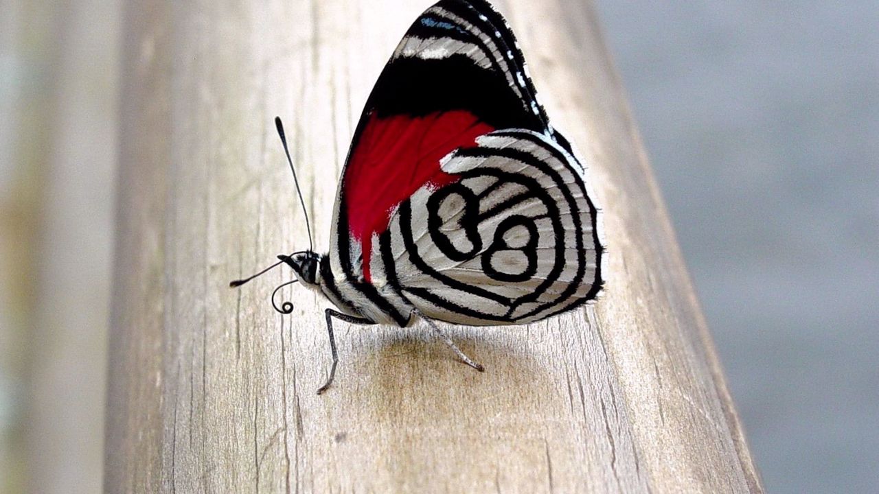 Wallpaper butterfly, wings, patterns, surface