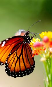 Preview wallpaper butterfly, wings, patterns, bright, insect